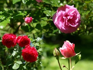 Rosa Rubifolia